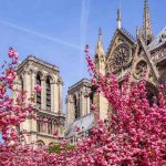 Blossoming magnolia against the Notre Dame in the spring