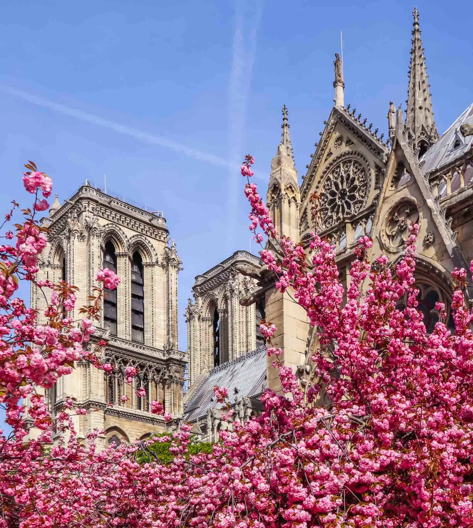 Blossoming magnolia against the Notre Dame in the spring