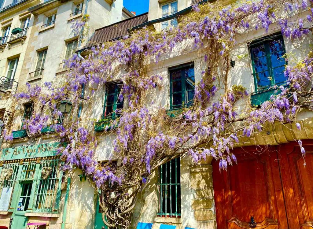 The beautiful wisteria flowers of the Au Vieux Paris cafe