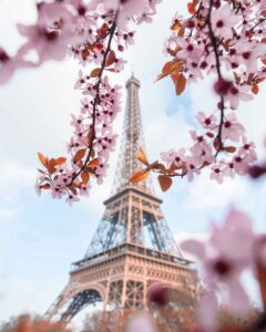 Cherry blossoms around the Eiffel Tower in Paris in the Spring