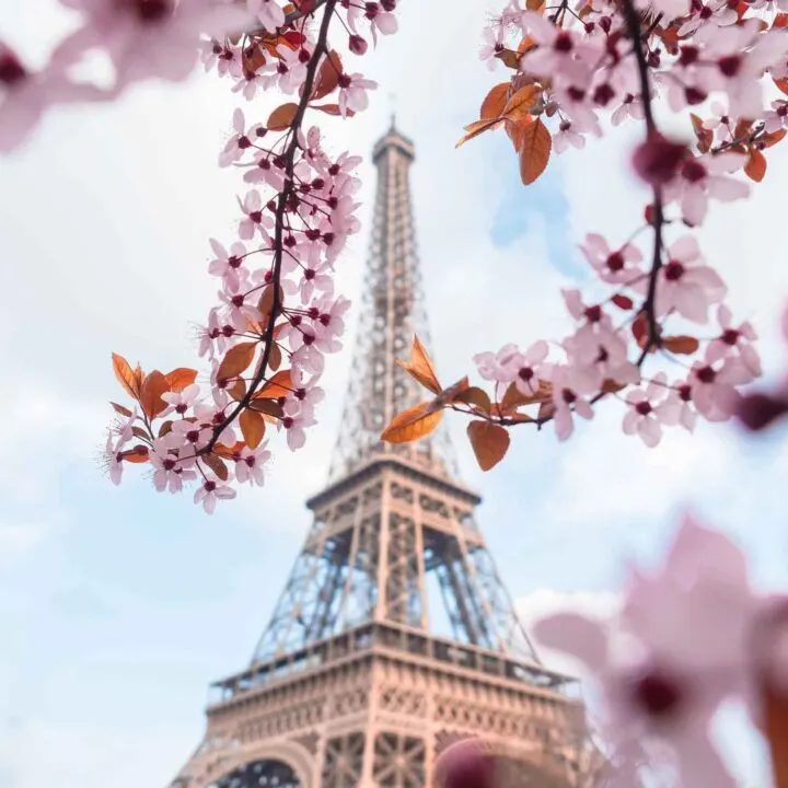 Cherry blossoms around the Eiffel Tower in Paris in the Spring