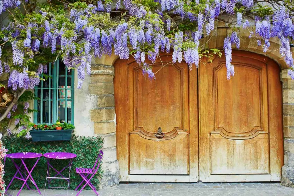 Purple tables of outdoor Parisian cafe and wisteria in full bloom