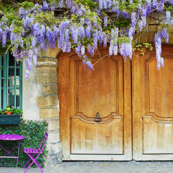 Purple tables of outdoor Parisian cafe and wisteria in full bloom