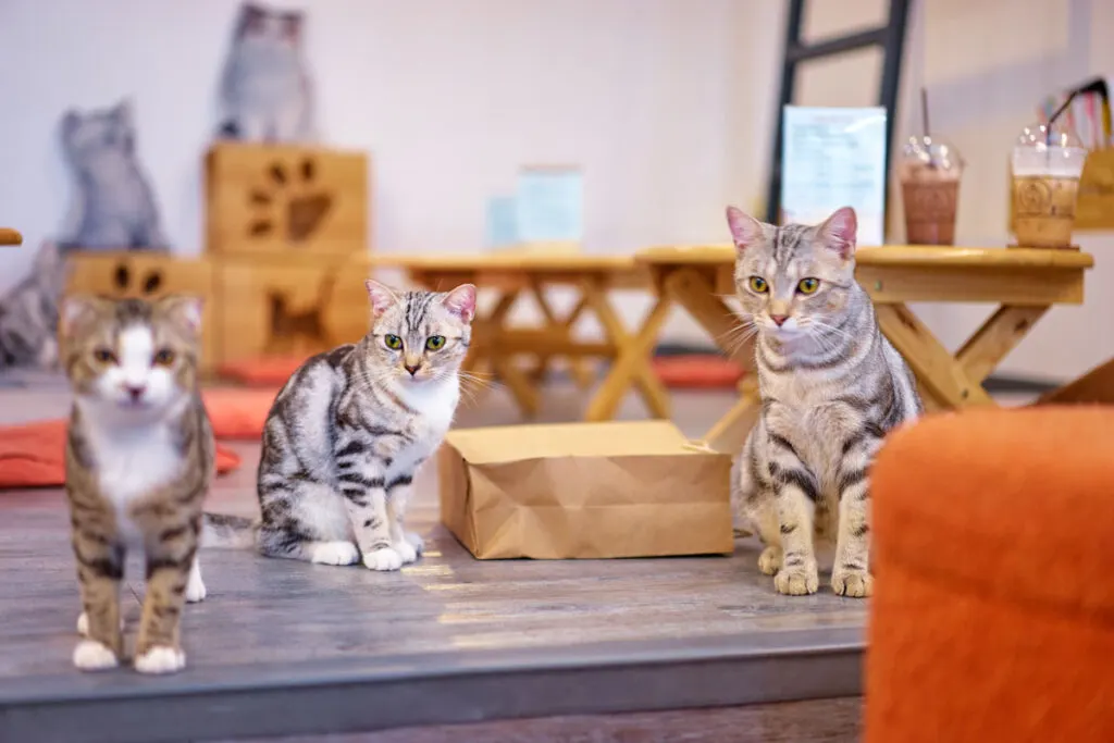 One of the best things to do in Paris on a rainy day is cozying up  with cute kitties in a cat cafe