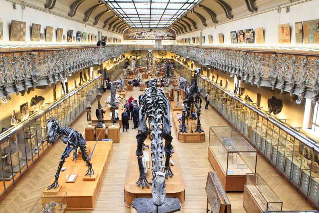 Skeletons of dinosaurs in the National Museum of Natural History in Paris