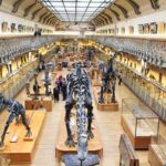 Skeletons of dinosaurs in the National Museum of Natural History in Paris